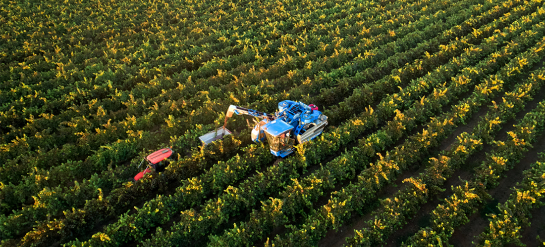 Aerial shot of Duxton vineyard